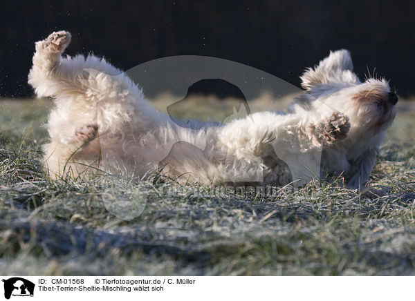 Tibet-Terrier-Sheltie-Mischling wlzt sich / wallowing mongrel / CM-01568