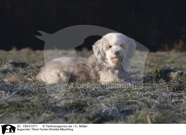 liegender Tibet-Terrier-Sheltie-Mischling / lying mongrel / CM-01571