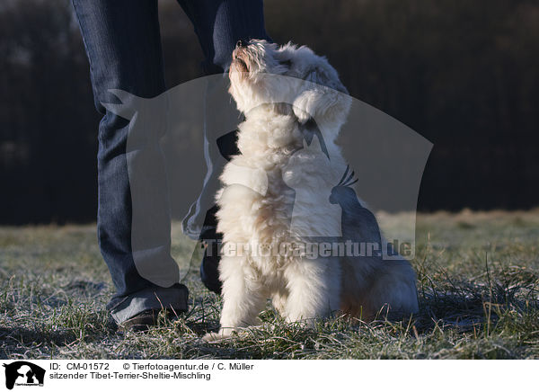 sitzender Tibet-Terrier-Sheltie-Mischling / sitting mongrel / CM-01572
