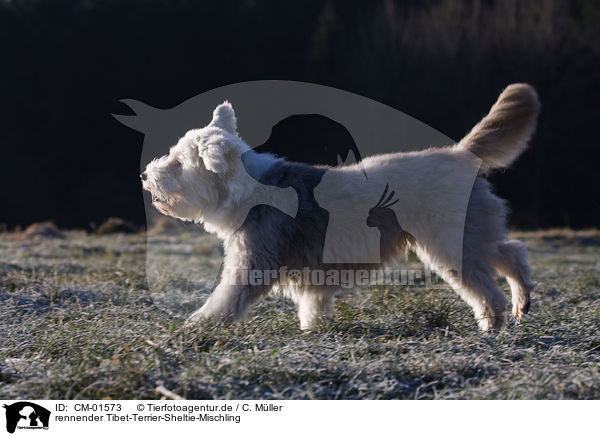 rennender Tibet-Terrier-Sheltie-Mischling / running mongrel / CM-01573