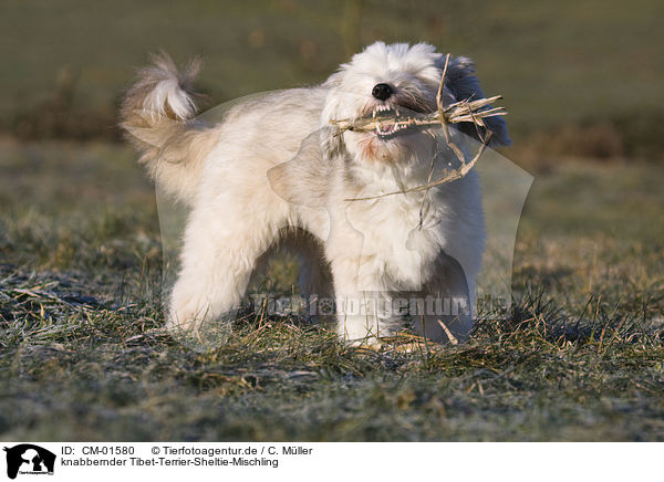 knabbernder Tibet-Terrier-Sheltie-Mischling / gnawing mongrel / CM-01580
