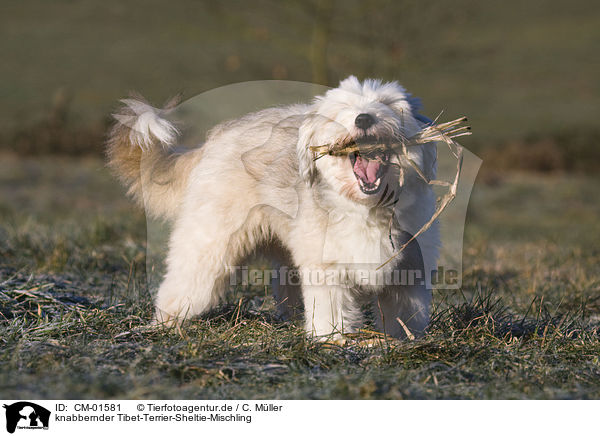 knabbernder Tibet-Terrier-Sheltie-Mischling / gnawing mongrel / CM-01581