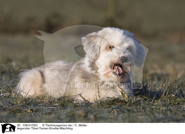 liegender Tibet-Terrier-Sheltie-Mischling / lying mongrel / CM-01583