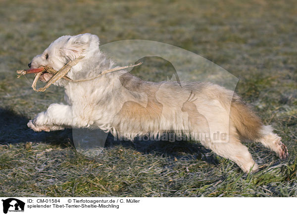 spielender Tibet-Terrier-Sheltie-Mischling / playing mongrel / CM-01584