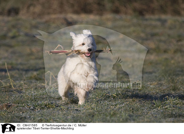 spielender Tibet-Terrier-Sheltie-Mischling / playing mongrel / CM-01585