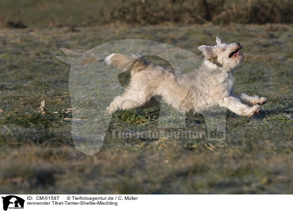 rennender Tibet-Terrier-Sheltie-Mischling / running mongrel / CM-01587