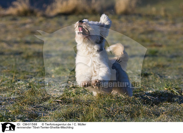 rennender Tibet-Terrier-Sheltie-Mischling / running mongrel / CM-01588