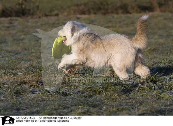 spielender Tibet-Terrier-Sheltie-Mischling / CM-01592