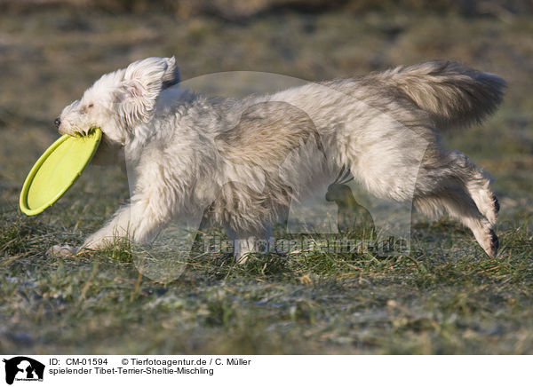 spielender Tibet-Terrier-Sheltie-Mischling / playing mongrel / CM-01594