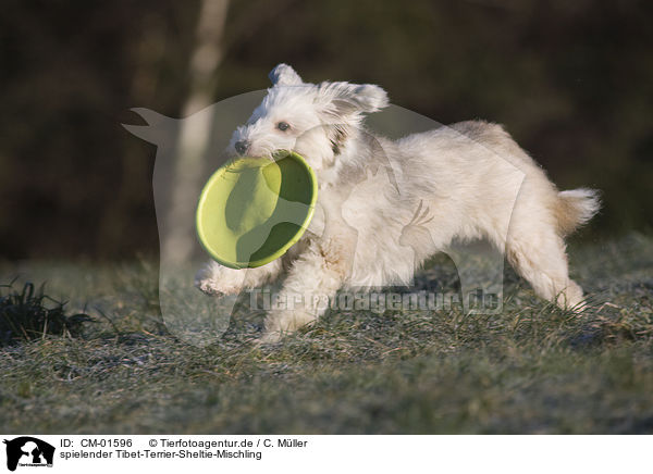 spielender Tibet-Terrier-Sheltie-Mischling / playing mongrel / CM-01596