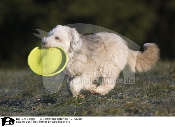 spielender Tibet-Terrier-Sheltie-Mischling / CM-01597