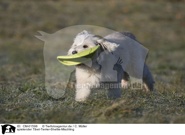 spielender Tibet-Terrier-Sheltie-Mischling / CM-01598