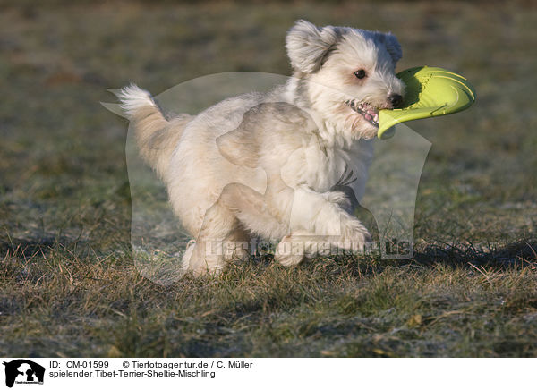 spielender Tibet-Terrier-Sheltie-Mischling / playing mongrel / CM-01599