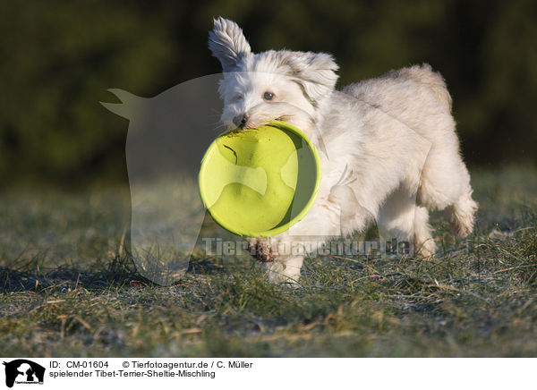 spielender Tibet-Terrier-Sheltie-Mischling / playing mongrel / CM-01604