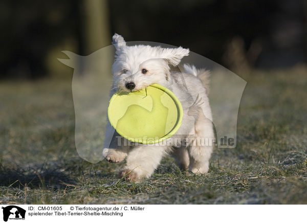 spielender Tibet-Terrier-Sheltie-Mischling / playing mongrel / CM-01605