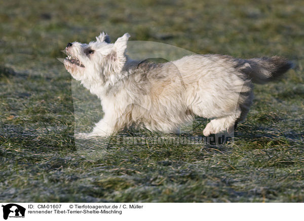 rennender Tibet-Terrier-Sheltie-Mischling / running mongrel / CM-01607