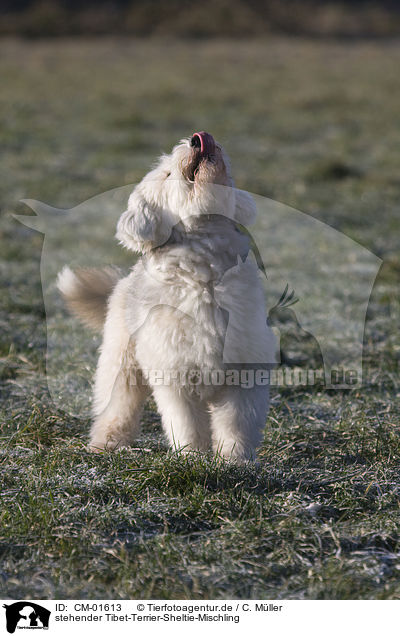 stehender Tibet-Terrier-Sheltie-Mischling / standing mongrel / CM-01613