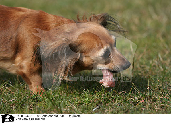 Chihuahua-Dackel-Mix / Chihuahua-Teckel-Mongrel / IF-03707