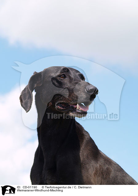 Weimaraner-Windhund-Mischling / Mongrel / CD-01190