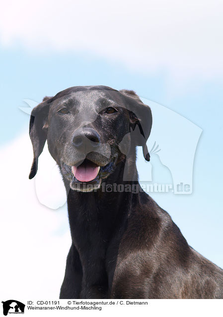 Weimaraner-Windhund-Mischling / Mongrel / CD-01191