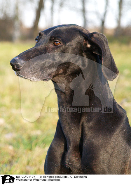 Weimaraner-Windhund-Mischling / Mongrel / CD-01197