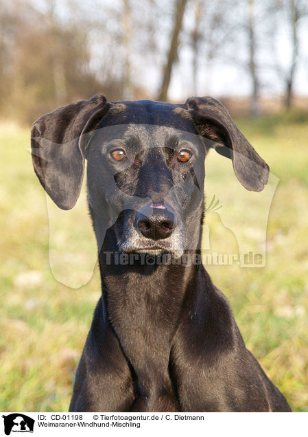 Weimaraner-Windhund-Mischling / Mongrel / CD-01198