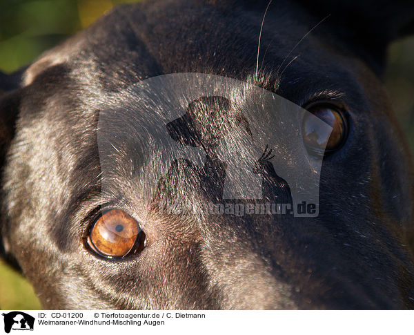 Weimaraner-Windhund-Mischling Augen / Mongrel eyes / CD-01200