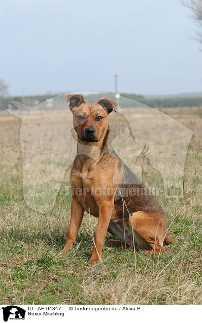 Boxer-Mischling / Boxer-Mongrel / AP-04847