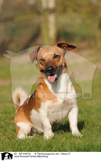 Jack-Russell-Terrier-Mischling / Jack Russell Terrier Mongrel / AP-04918