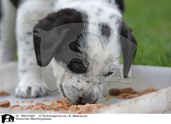 fressender Mischlingswelpe / eating mongrel puppy / BM-01685