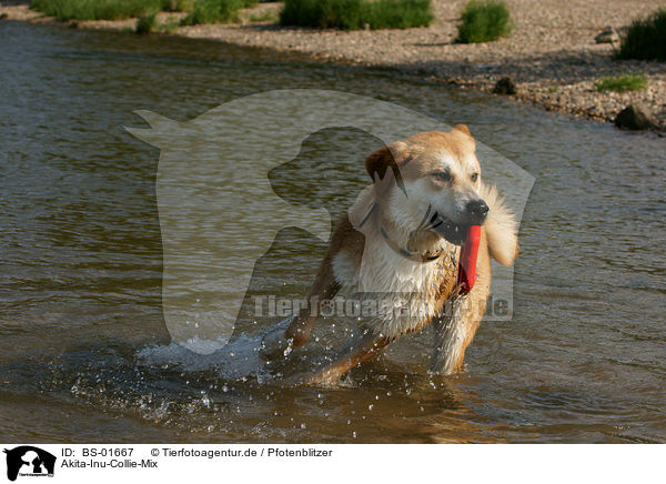 Akita-Inu-Collie-Mix / Akita-Inu-Collie mongrel / BS-01667