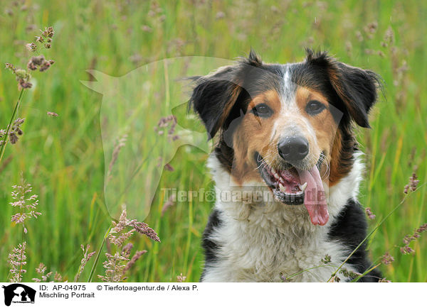 Mischling Portrait / mongrel portrait / AP-04975