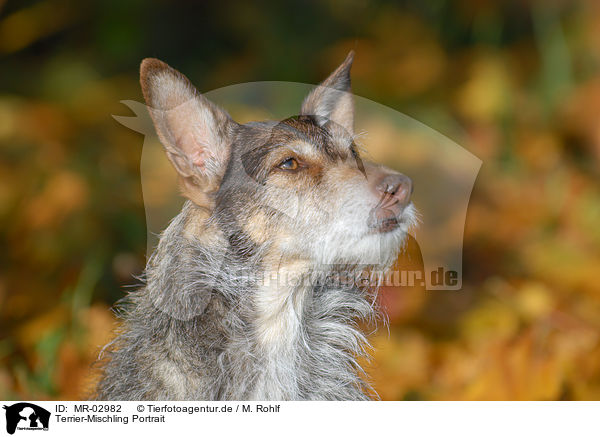 Terrier-Mischling Portrait / mongrel portrait / MR-02982