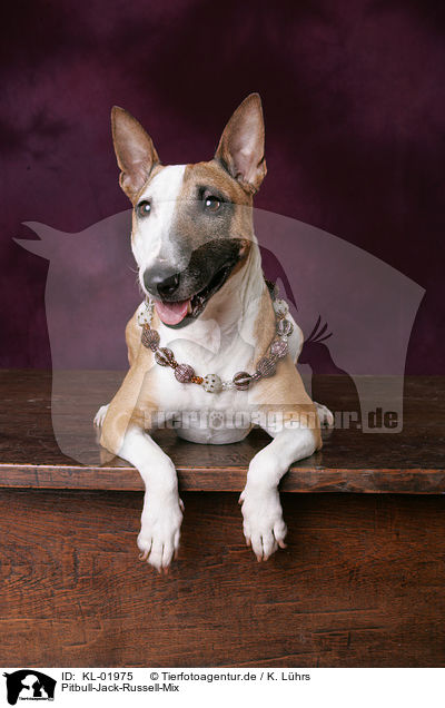 Pitbull-Jack-Russell-Mix / mongrel / KL-01975