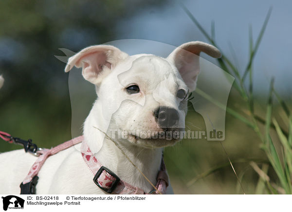 Mischlingswelpe Portrait / mongrel puppy portrait / BS-02418