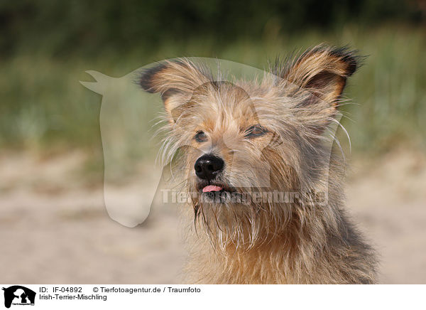 Irish-Terrier-Mischling / Irish-Terrier-Mongrel / IF-04892