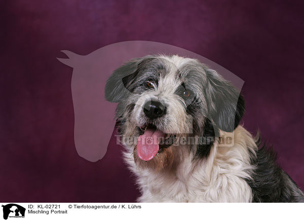 Mischling Portrait / Mongrel Portrait / KL-02721