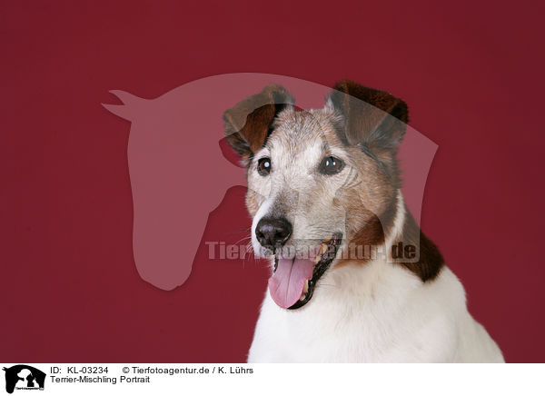 Terrier-Mischling Portrait / mongrel portrait / KL-03234