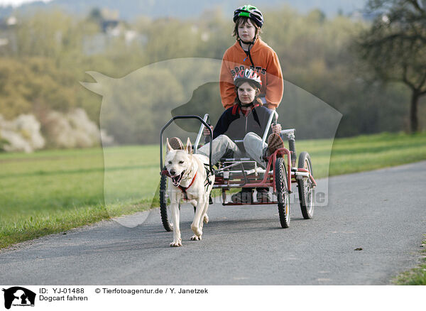 Dogcart fahren / YJ-01488
