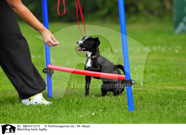 Mischling beim Agility / mongrel at agility / MEH-01272