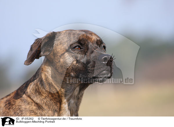 Bulldoggen-Mischling Portrait / Bulldog mongrel portrait / IF-05262