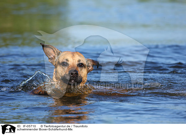 schwimmender Boxer-Schferhund-Mix / swimming mongrel / IF-05710