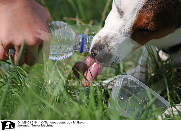 trinkender Terrier-Mischling / drinking mongrel / MB-01519