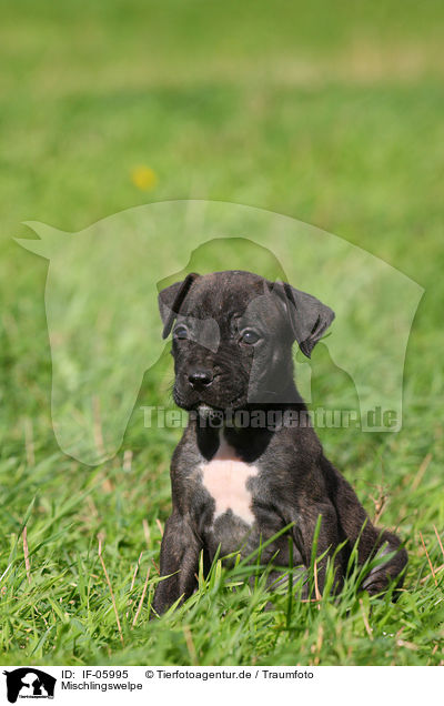 Mischlingswelpe / mongrel puppy / IF-05995