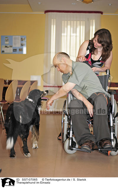 Therapiehund im Einsatz / therapy dog at work / SST-07065