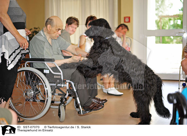 Therapiehund im Einsatz / therapy dog at work / SST-07070