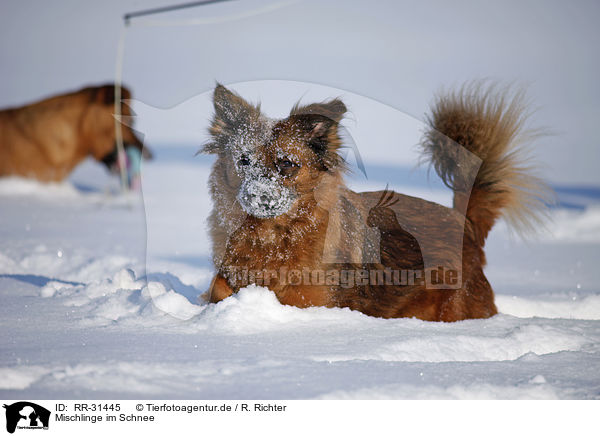 Mischlinge im Schnee / mongrels in snow / RR-31445