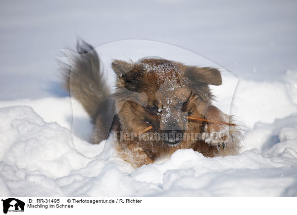 Mischling im Schnee / mongrel in snow / RR-31495