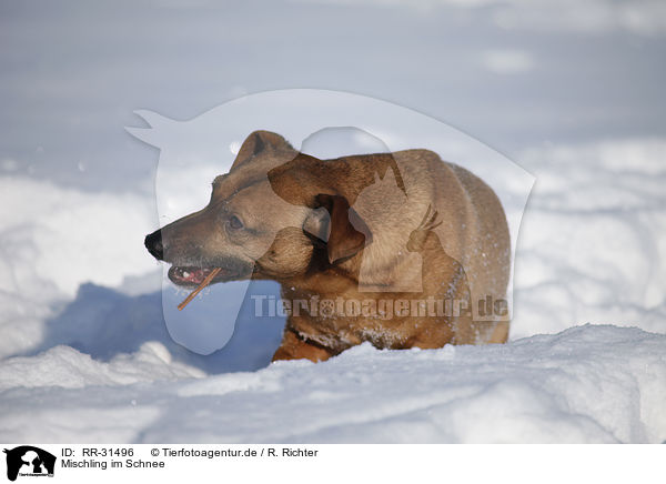 Mischling im Schnee / mongrel in snow / RR-31496