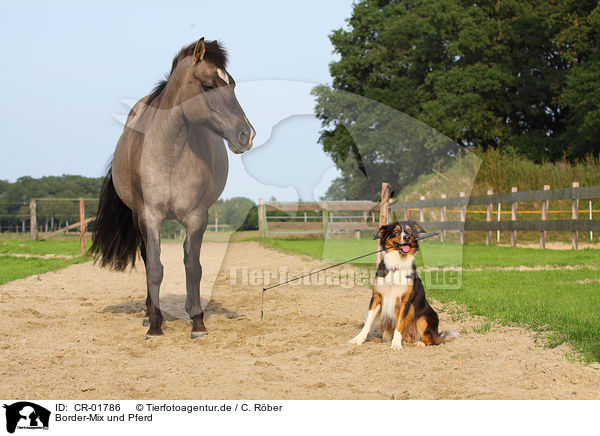 Border-Mix und Pferd / dog and horse / CR-01786